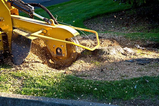 Mulching Services in Bridgewater Center, NJ